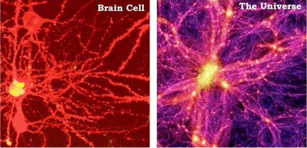 brain-cell-universe