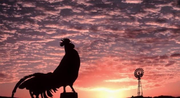 Rooster_Crowing_in_the_Morning_inspiringwallpapers.net_-730x400